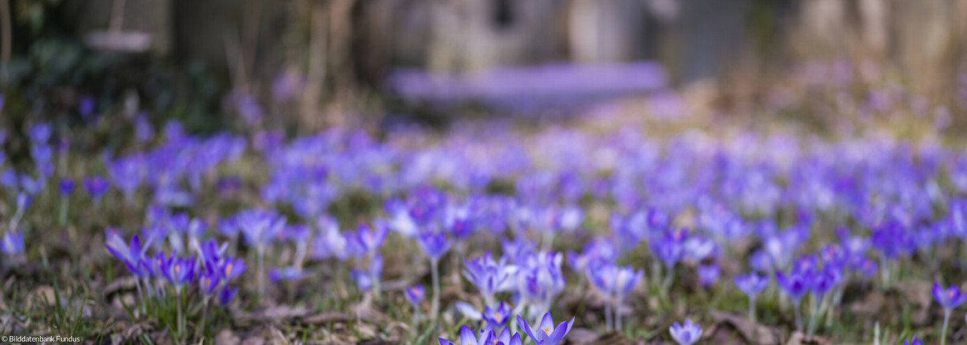 Krokus Versammlung