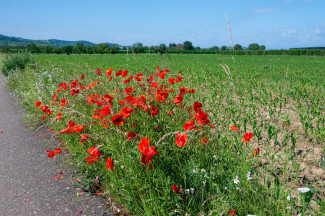 Mohn am Wegesrand
